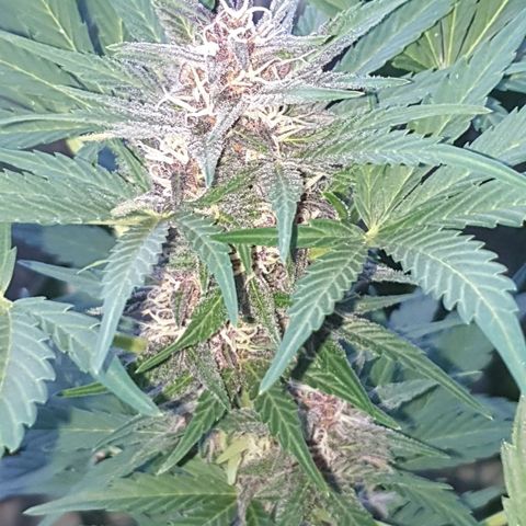 Arrakis growlog timeline photo