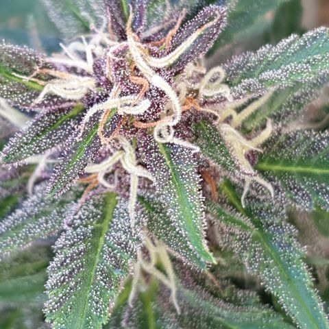 Arrakis growlog timeline photo