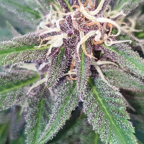 Arrakis growlog timeline photo
