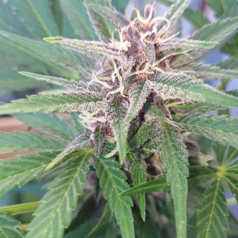 Arrakis growlog timeline photo