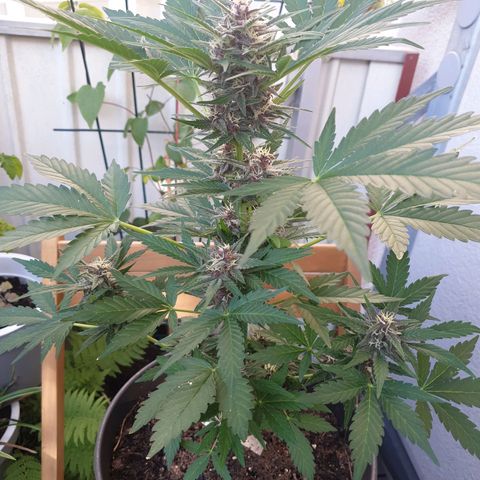 Arrakis growlog timeline photo