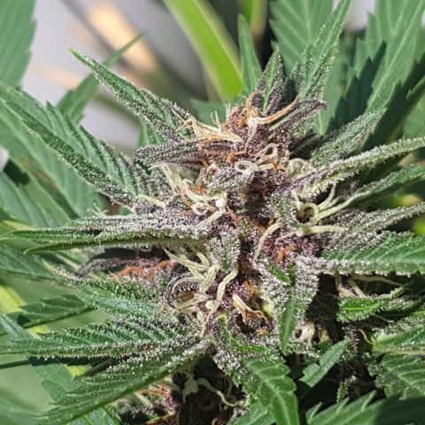 Arrakis growlog timeline photo