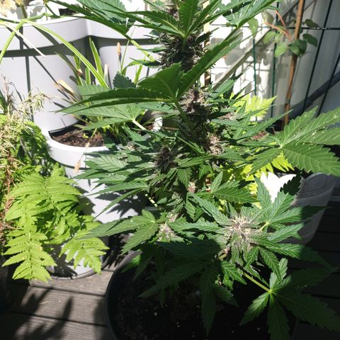 Arrakis growlog timeline photo