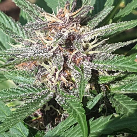 Arrakis growlog timeline photo