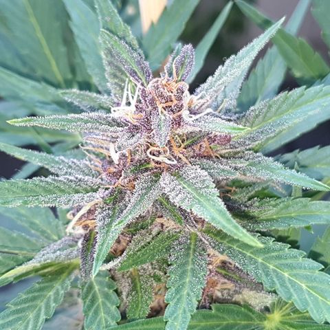 Arrakis growlog timeline photo