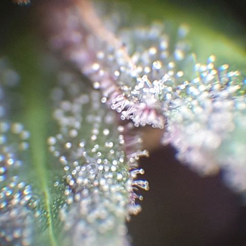 Arrakis growlog timeline photo
