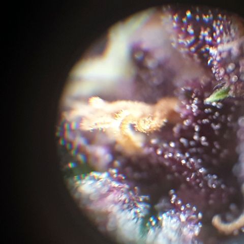 Arrakis growlog timeline photo