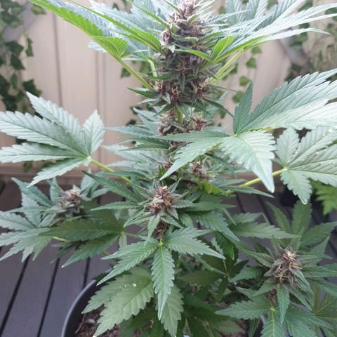 Arrakis growlog timeline photo