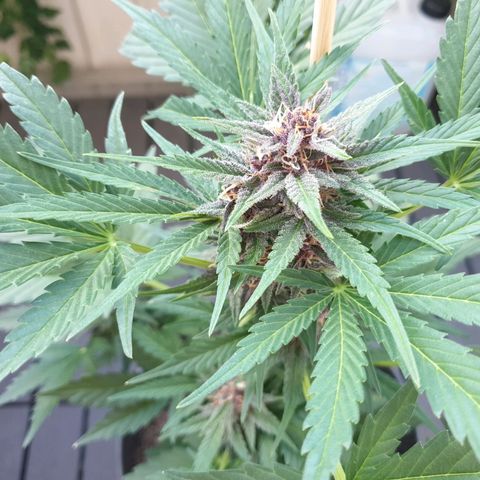 Arrakis growlog timeline photo