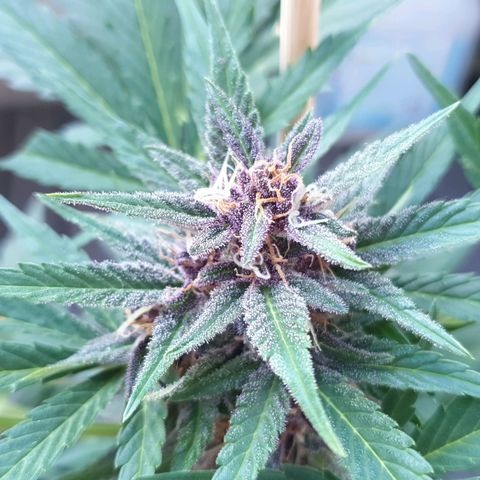 Arrakis growlog timeline photo