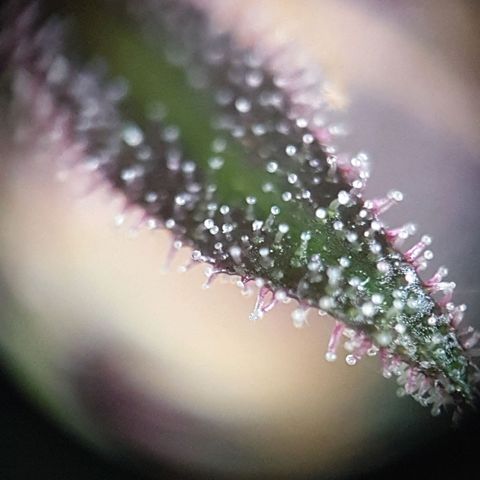 Arrakis growlog timeline photo