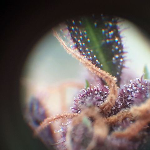 Arrakis growlog timeline photo