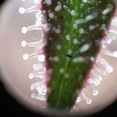 Arrakis growlog timeline photo