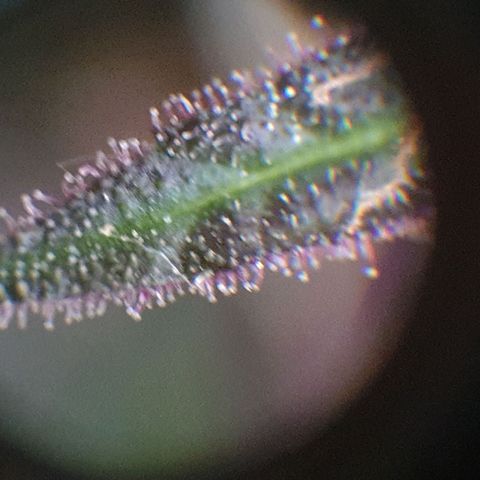 Arrakis growlog timeline photo