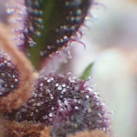 Arrakis growlog timeline photo