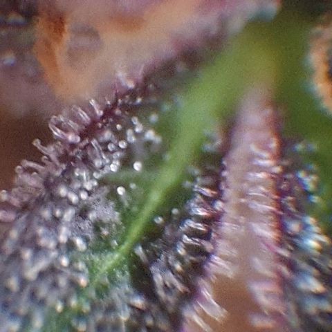 Arrakis growlog timeline photo
