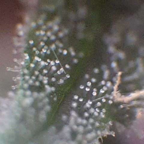 Arrakis growlog timeline photo