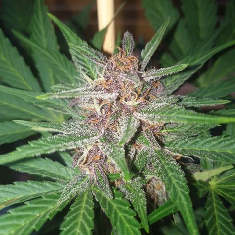 Arrakis growlog timeline photo