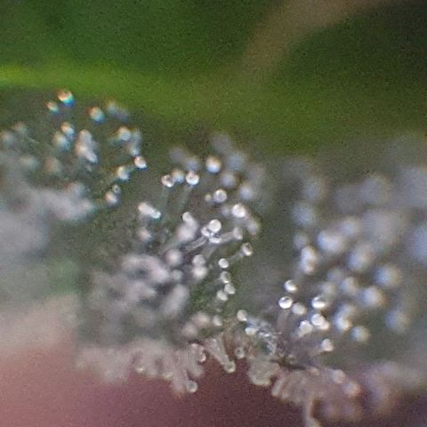 Arrakis growlog timeline photo