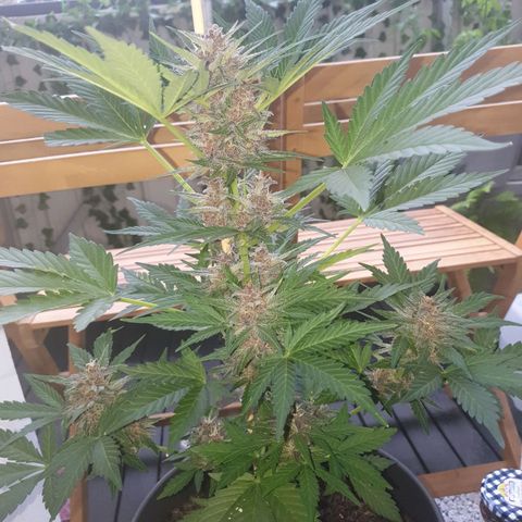 Arrakis growlog timeline photo