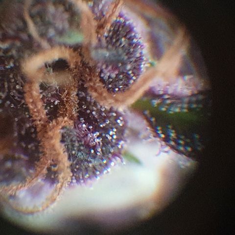 Arrakis growlog timeline photo
