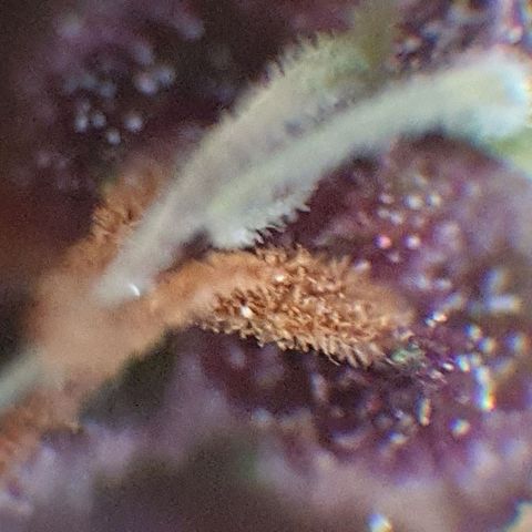 Arrakis growlog timeline photo