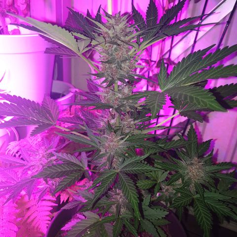 Arrakis growlog timeline photo
