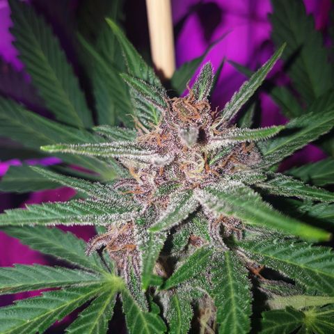Arrakis growlog timeline photo