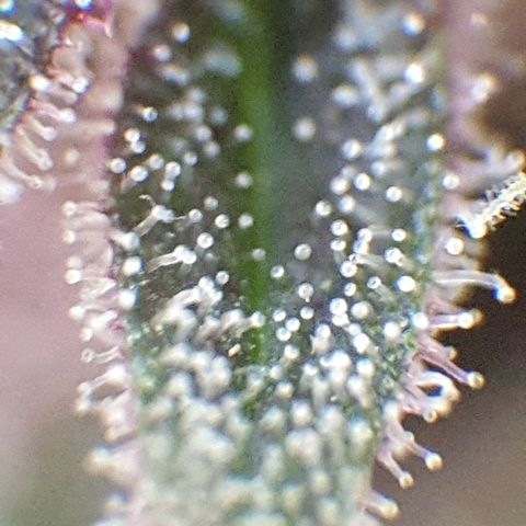 Arrakis growlog timeline photo