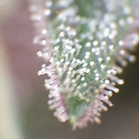 Arrakis growlog timeline photo