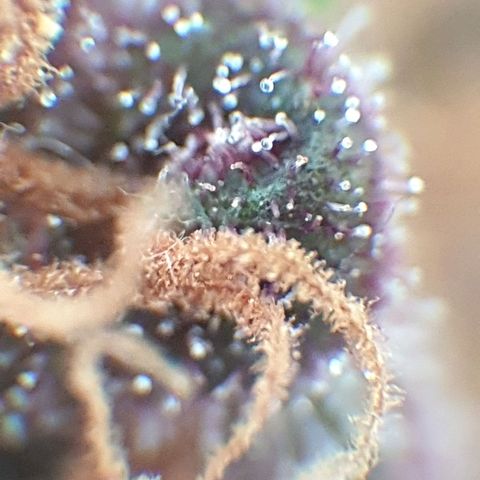 Arrakis growlog timeline photo