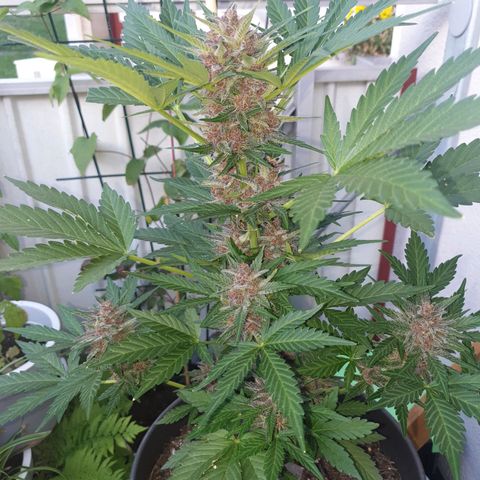 Arrakis growlog timeline photo
