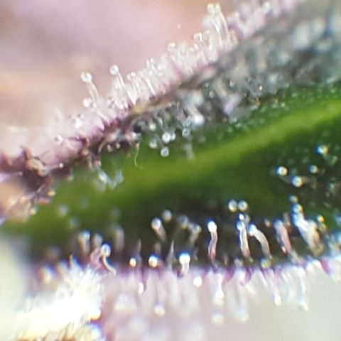 Arrakis growlog timeline photo