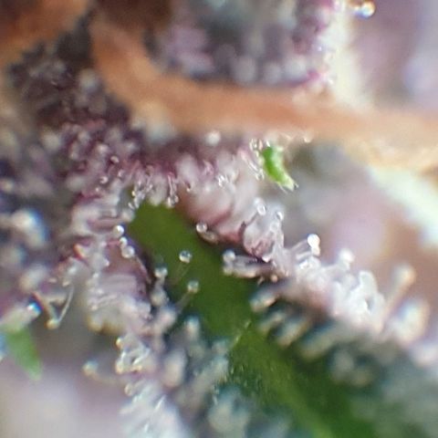 Arrakis growlog timeline photo