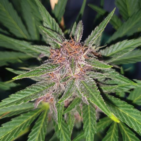 Arrakis growlog timeline photo