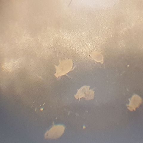 Arrakis growlog timeline photo
