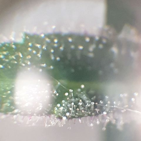 Arrakis growlog timeline photo