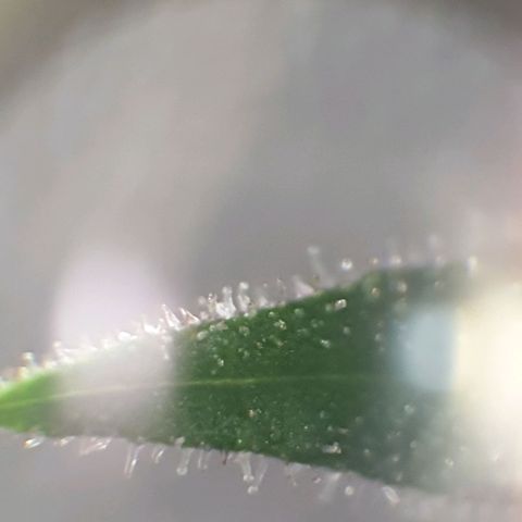 Arrakis growlog timeline photo