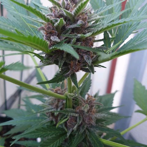 Arrakis growlog timeline photo