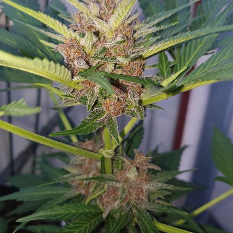 Arrakis growlog timeline photo