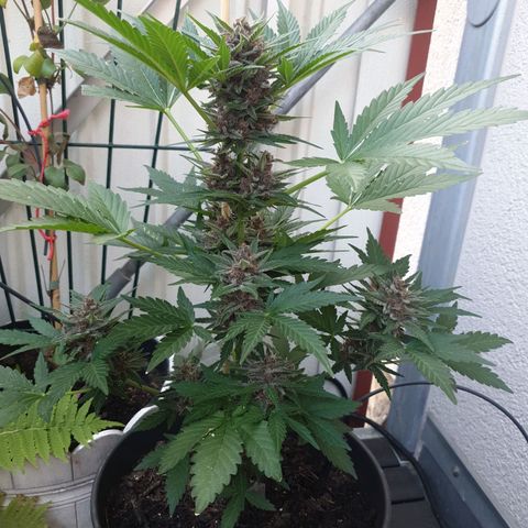 Arrakis growlog timeline photo