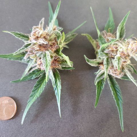 Arrakis growlog timeline photo