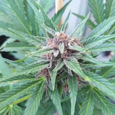 Arrakis growlog timeline photo