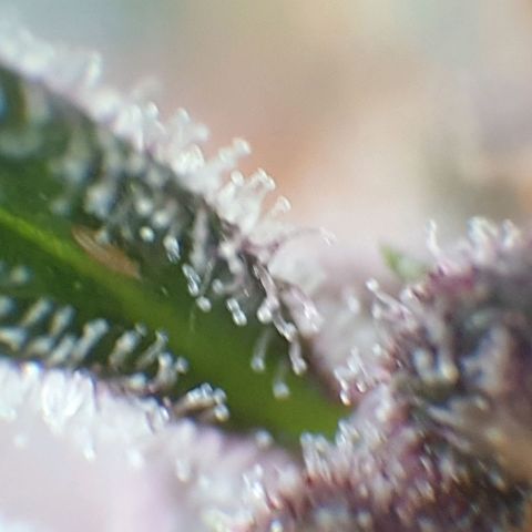 Arrakis growlog timeline photo