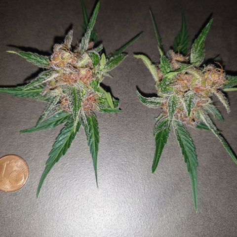 Arrakis growlog timeline photo