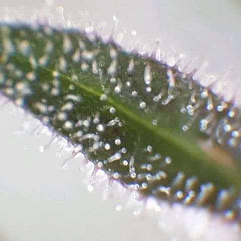 Arrakis growlog timeline photo