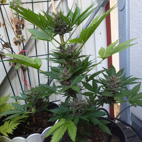 Arrakis growlog timeline photo