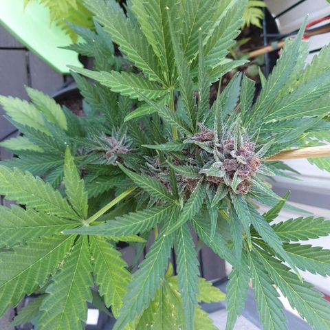 Arrakis growlog timeline photo
