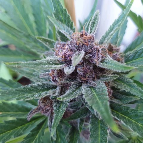Arrakis growlog timeline photo