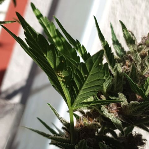 Arrakis growlog timeline photo